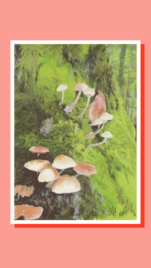 Les champignons -  - Produit créatif